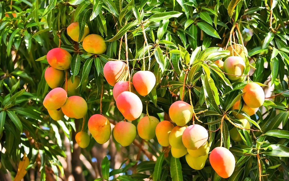 Mango Specialty Tours 1
